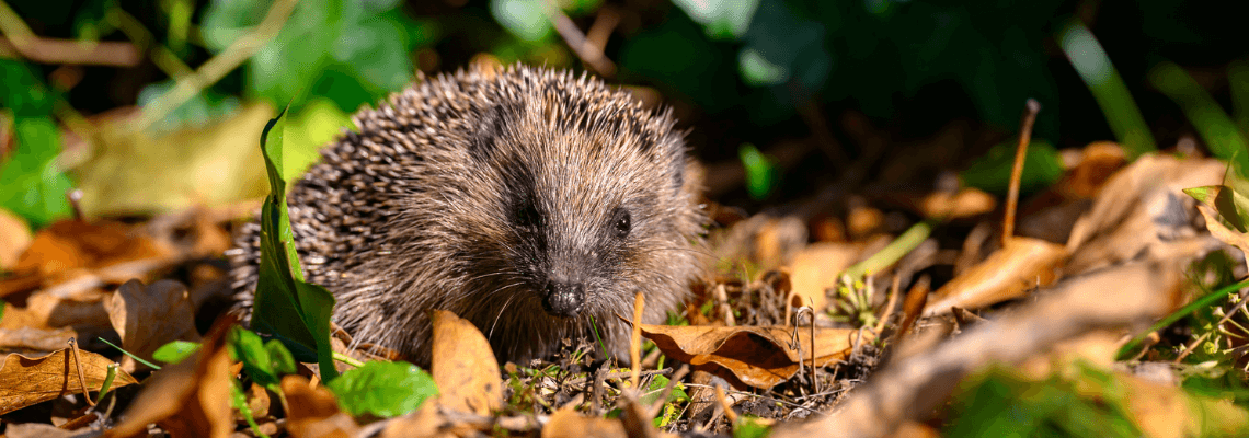egel tuin herfst welkoop